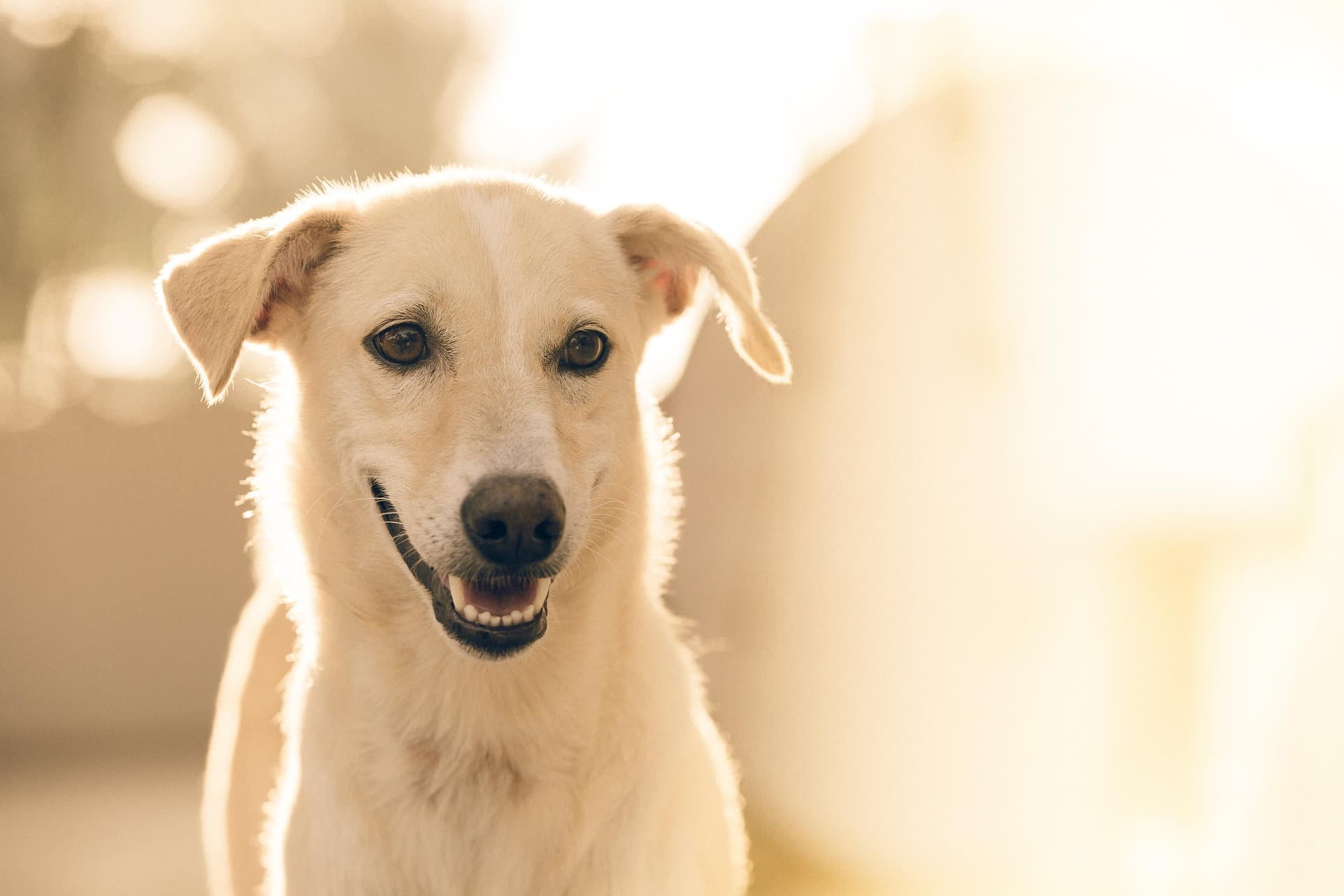 Pet Specialists of Hawaii