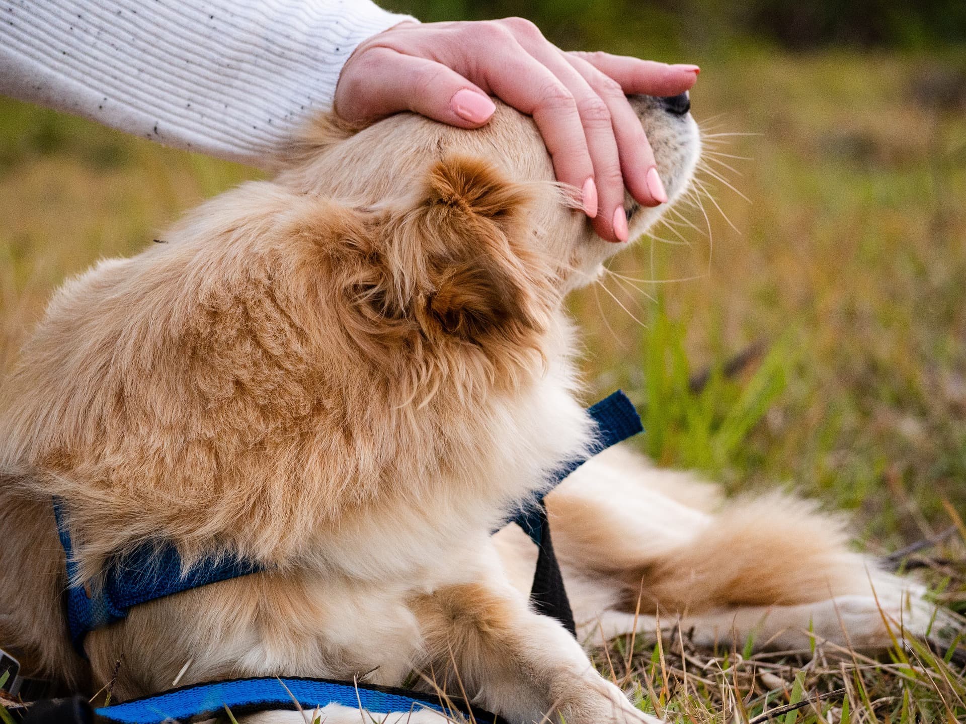 Pet Specialists of Hawaii