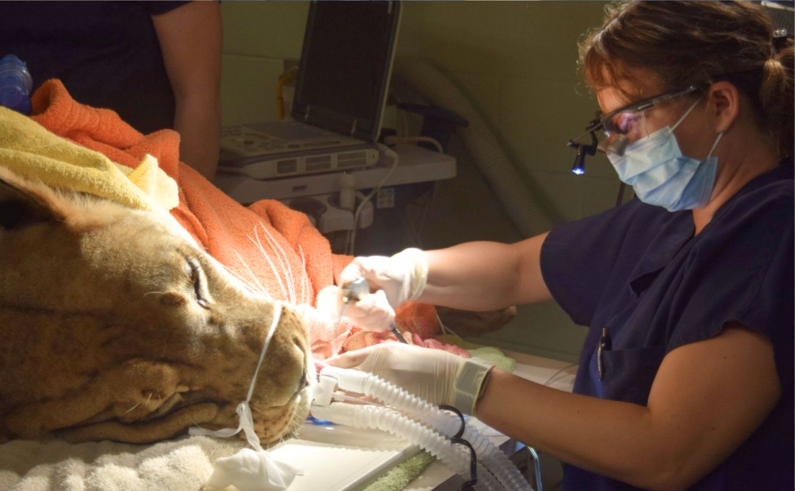 Pet Specialists of Hawaii